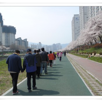 주간보호센터 온천천 벚꽃 나들이 (4.1) 이미지