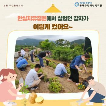 주간활동서비스 감자수확(23.6.26.) 이미지